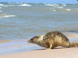 Recorrerán el mar Báltico para lograr nuevas áreas protegidas. ARCHIVO  /