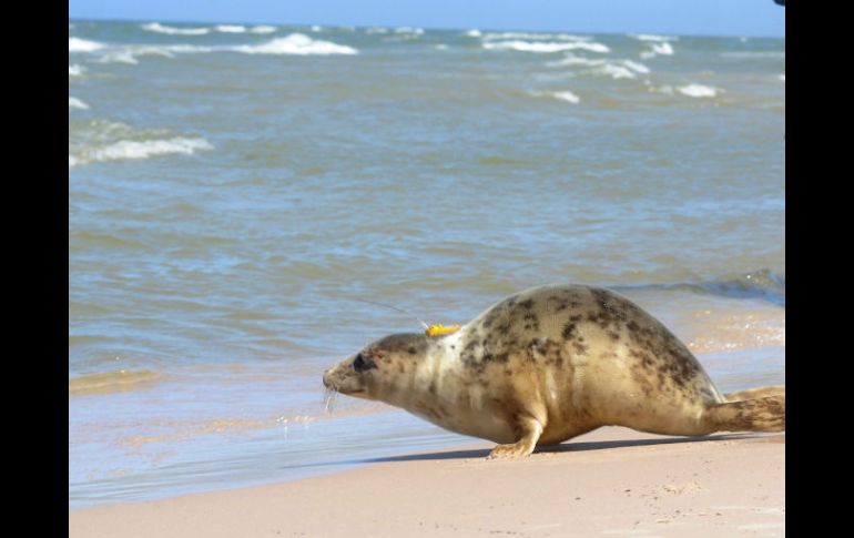 Recorrerán el mar Báltico para lograr nuevas áreas protegidas. ARCHIVO  /