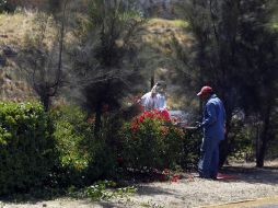 Según el ayuntamiento de El Salto,el tramo carretero donde se realizó la poda, esta custiodiado por la SCT.  /