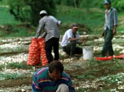 En 200 años, la agricultura tradicional será otra opción para prepararse ante el crecimiento poblacional, dijo Negishi. ARCHIVO  /