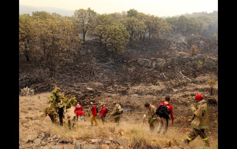 Las organizaciones exigen que se persigan y castiguen los delitos ambientales en el ámbito federal. ARCHIVO  /