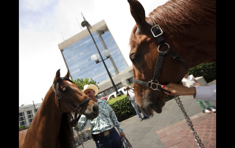 Joan Sebastian entregó los caballos donados en la explanada de la Rectoría de la UdeG.  /