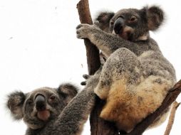 No se podrán urbanizar la áreas donde los koalas son vulnerables. AFP  /