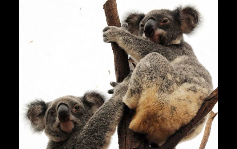 No se podrán urbanizar la áreas donde los koalas son vulnerables. AFP  /