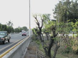 Algunas jacarandas sobrevivieron a la nueva tala clandestina. De nuevo, no hubo testigos ni las autoridades tienen sospechosos.  /