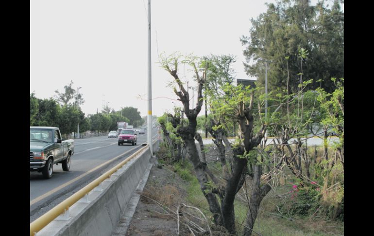 Algunas jacarandas sobrevivieron a la nueva tala clandestina. De nuevo, no hubo testigos ni las autoridades tienen sospechosos.  /