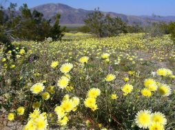 La imagen, tomada por Nathan Kraft, muestra varias plantas en flor del género Aster, que incluye alrededor de 600 especies. EFE  /