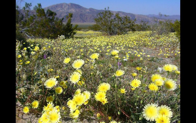 La imagen, tomada por Nathan Kraft, muestra varias plantas en flor del género Aster, que incluye alrededor de 600 especies. EFE  /