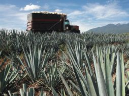 La zona protegida del agave tequilero supone todo el territorio de Jalisco, los 125 municipios. ARCHIVO  /