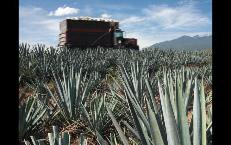 La zona protegida del agave tequilero supone todo el territorio de Jalisco, los 125 municipios. ARCHIVO  /