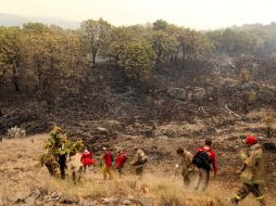 El presupuesto que tiene el Ejecutivo para los bosques es de 67 millones de pesos, y siete de ellos se destinan a La Primavera. ARCHIVO  /