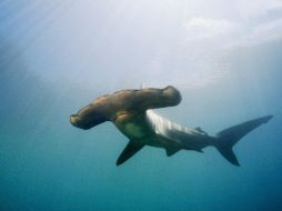 El tiburón martillo sería el primer pez en sumarse a la lista de especies protegidas en Costa Rica. ESPECIAL  /