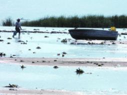 Las actividades agropecuarias e industriales han sido las principales detonantes de la pérdida de vegetación.  /