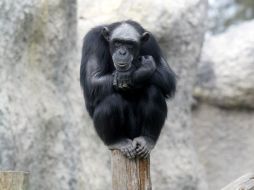 La elección de uno u otro método para romper las nueces se mantuvo incluso cuando algún chimpancé se movía entre comunidades. ARCHIVO  /