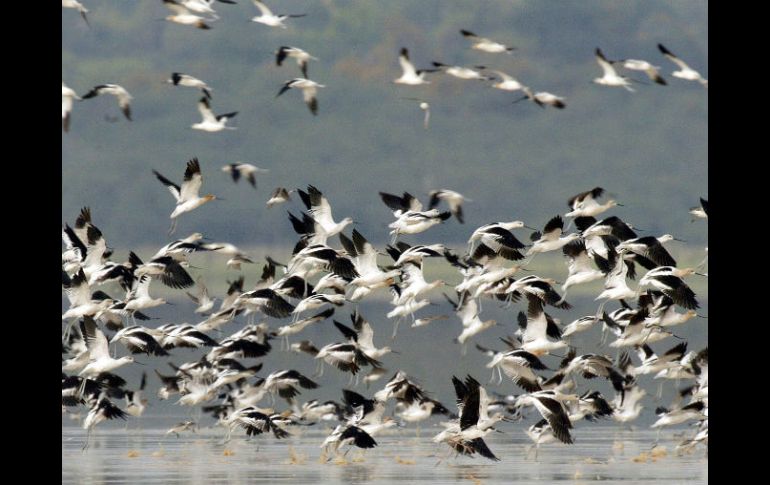 En México, 200 de estas especies son migratorias, pues utilizan este país de paso a otros lugares del Caribe y Sudamérica. ARCHIVO  /