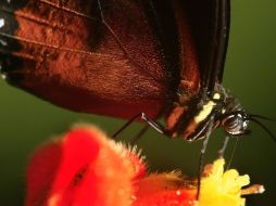 Talleres que te permitirán conocer de cerca la biodiversidad de México.  /