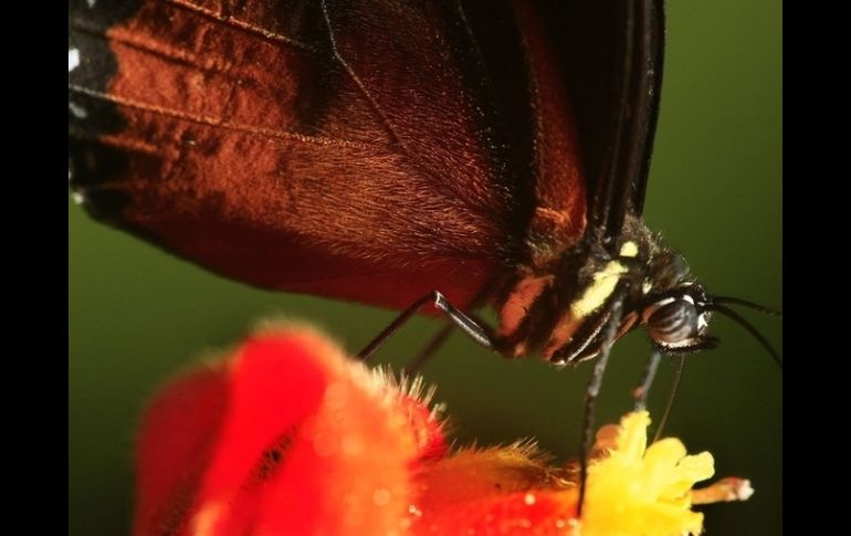 Talleres que te permitirán conocer de cerca la biodiversidad de México.  /