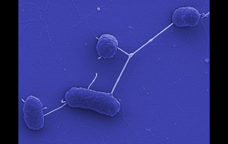 Esos microbios no han recibido nutrientes desde que los dinosaurios caminaban por este planeta. ESPECIAL  /