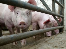 El estudio se centra en un nuevo agente contra el Virus del Síndrome Reproductivo y Respiratorio Porcino. ARCHIVO  /