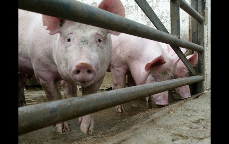 El estudio se centra en un nuevo agente contra el Virus del Síndrome Reproductivo y Respiratorio Porcino. ARCHIVO  /