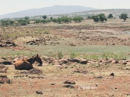 El líquido está garantizado para consumo humano, pero no para el ganado, aseguran en Colotlán.  /