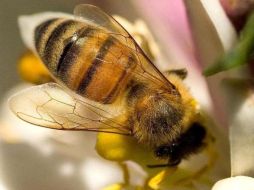 La abeja de la miel silvestre casi se ha extinguido en la mayor parte del Reino Unido. ESPECIAL  /