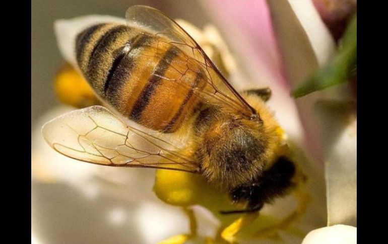 La abeja de la miel silvestre casi se ha extinguido en la mayor parte del Reino Unido. ESPECIAL  /