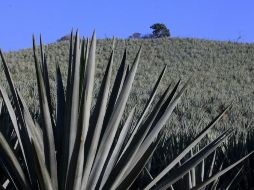 Actualmente hay 159 empresas tequileras que son motivo de vigilancia permanente de la NOM006 SCFI 2005. ARCHIVO  /