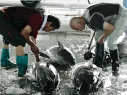 - Varios distribuidores de pescado examinan varios atunes, capturados en la costa Fukushima. ARCHIVO  /