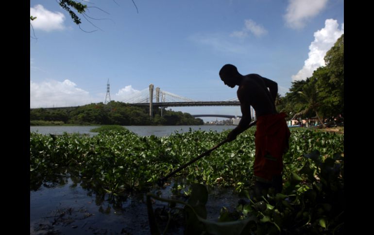 La mayoría de hatianos en República Dominicana están  dedicados a trabajos agrícolas, hostelería, construcción y otros sectores. EFE  /