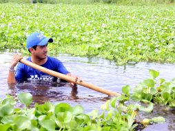 Según el estudio de la UAM, el lirio acuático no será una plaga, sino una fuente potencial de materia prima. ID  /