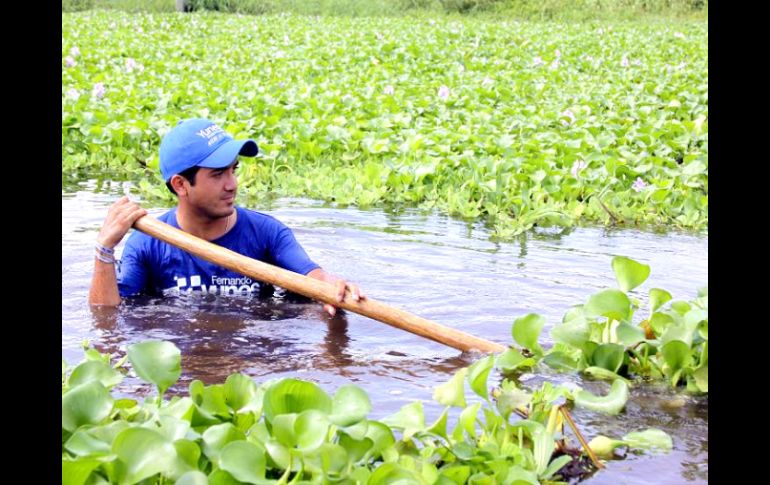 Según el estudio de la UAM, el lirio acuático no será una plaga, sino una fuente potencial de materia prima. ID  /