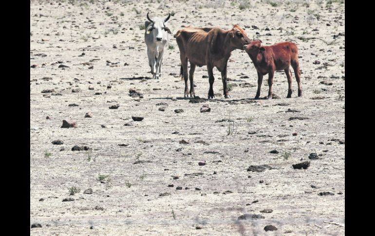 Lagos de Moreno es el municipio más afectado en Jalisco en la presente sequía. Desde hace tres años no llueve en la región.  /