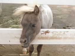 El taller 'Veterinario por un día' se puede tomar en el Rancho Veterinario del Zoológico Guadalajara.  /