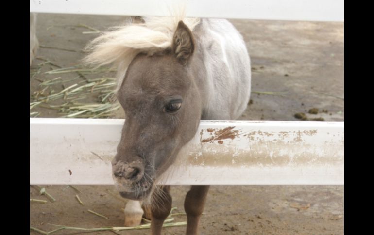 El taller 'Veterinario por un día' se puede tomar en el Rancho Veterinario del Zoológico Guadalajara.  /