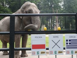 Citta, del zoo de Cracovia, predice cogiendo una fruta el resultado del partido de la Eurocopa entre Polonia y Grecia. EFE  /