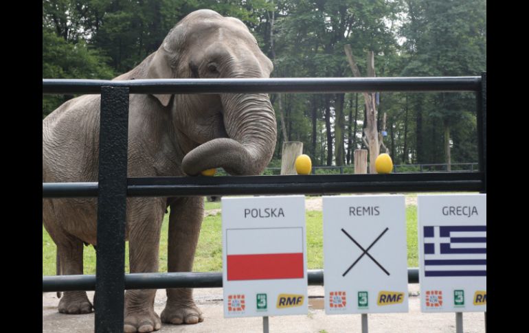 Citta, del zoo de Cracovia, predice cogiendo una fruta el resultado del partido de la Eurocopa entre Polonia y Grecia. EFE  /