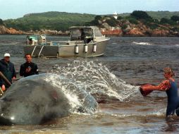 El apoyo de la caza de ballenas radica también en las jugosas subvenciones estatales que recibe ese sector. ARCHIVO  /