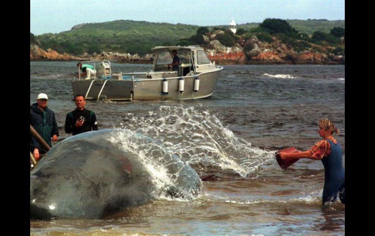 El apoyo de la caza de ballenas radica también en las jugosas subvenciones estatales que recibe ese sector. ARCHIVO  /