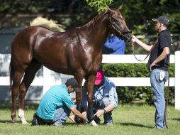 I'll Have Another recibe un baño luego su sus entrenamientos en el Belmont Park. AP  /