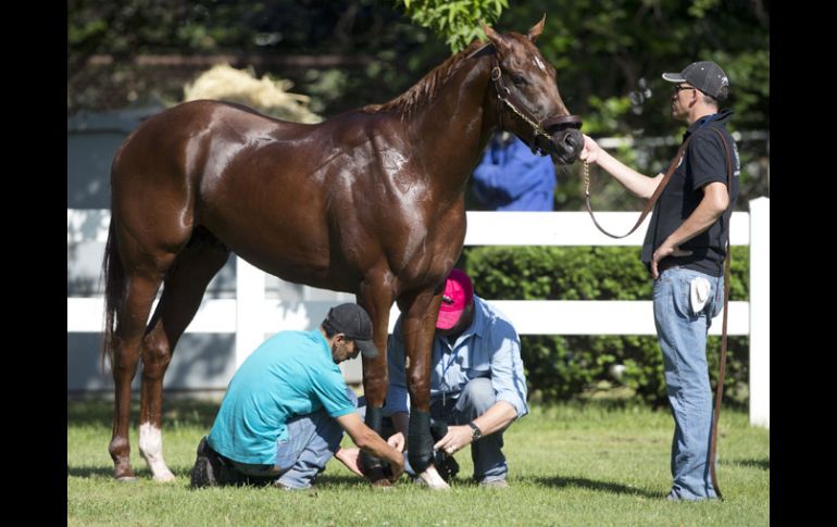 I'll Have Another recibe un baño luego su sus entrenamientos en el Belmont Park. AP  /