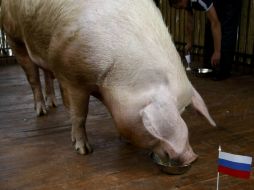 El puerco eligió el plato con comida que tenía la bandera rusa. REUTERS  /