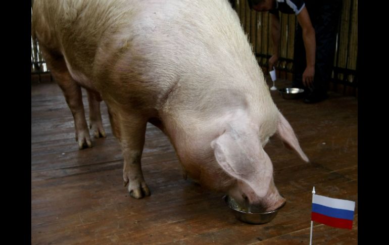 El puerco eligió el plato con comida que tenía la bandera rusa. REUTERS  /