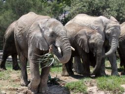 La granja Farm Eden vendió los animales a un intermediario, pero jamás ha habido caza furtiva en ese espacio. NOTIMEX  /