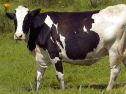 'Isa' o 'Rosita' es la vaca clonada por científicos que comenzó a producir leche como la materna para prevenir infecciones. ARCHIVO  /