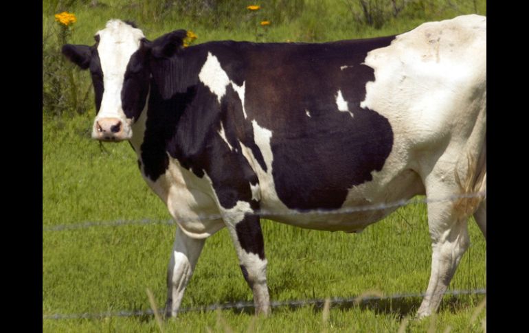 'Isa' o 'Rosita' es la vaca clonada por científicos que comenzó a producir leche como la materna para prevenir infecciones. ARCHIVO  /