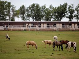 Caballos en una propiedad que agentes federales catearon hoy en Lexington, Oklahoma. AP  /