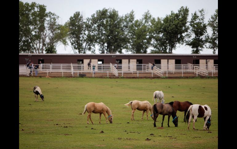 Caballos en una propiedad que agentes federales catearon hoy en Lexington, Oklahoma. AP  /