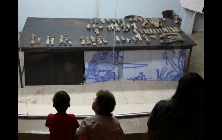 'Trabaja como el paleontólogo' en el Museo de Paleontología.  /