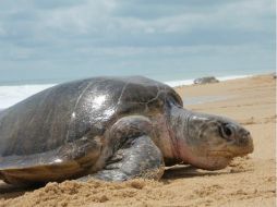 En virtud de la red de reservas marinas se ampliará la protección de animales de especies amenazadas, como las tortugas. ARCHIVO  /